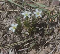 Image of Arenaria lycopodioides Willd. ex Schltdl.