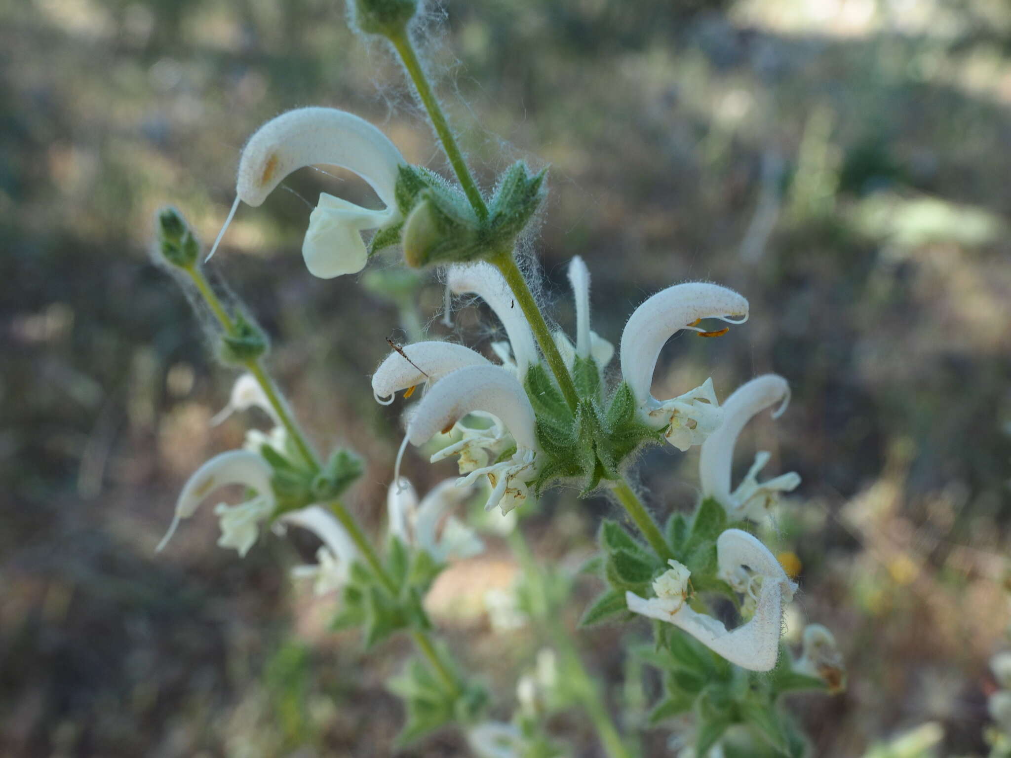 Salvia argentea L.的圖片