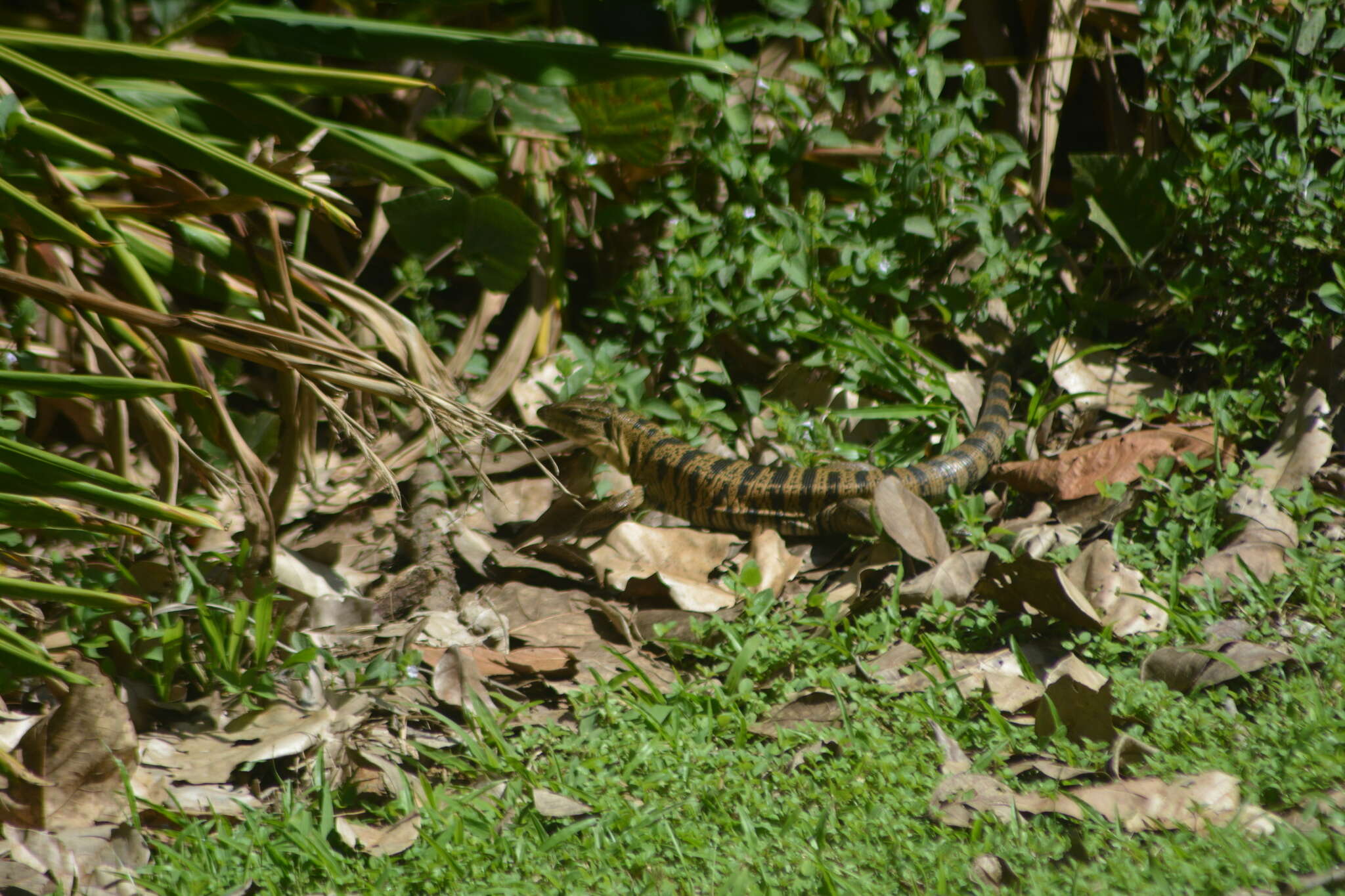 Image of Cryptic golden tegu