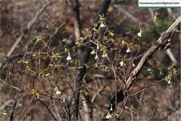 Image of Lonicera elisae Franch.