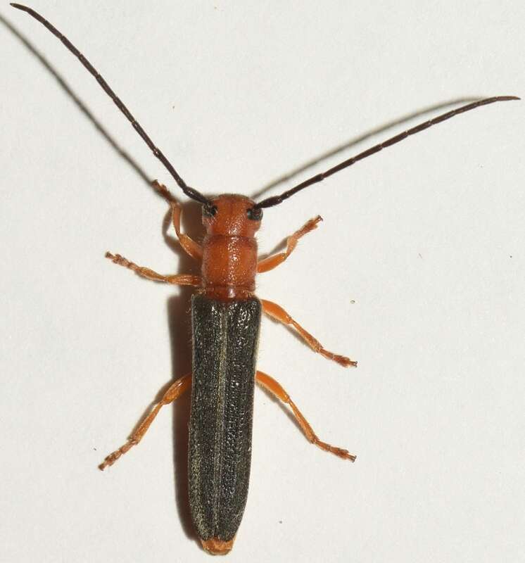 Image of Leafy Spurge Stem Boring Beetle