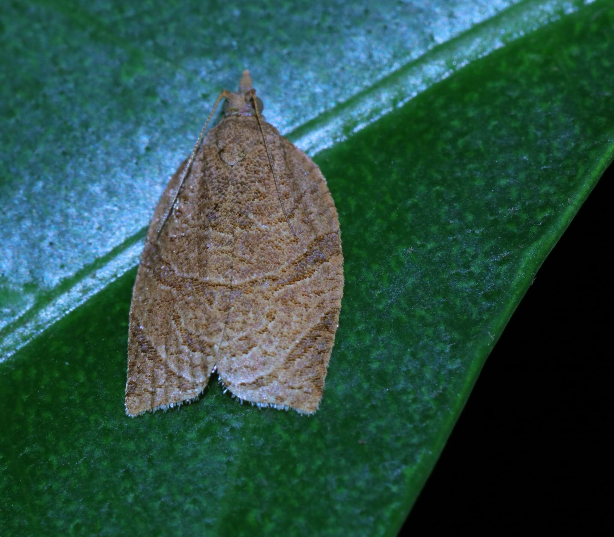 Image of Appleleaf-curling moth