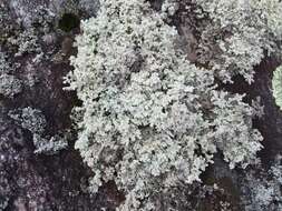 Image of Rock foam lichen