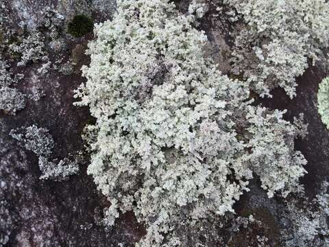 Image of Rock foam lichen