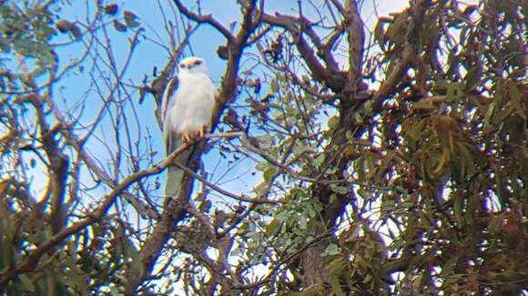 Image of Black-shouldered Kite