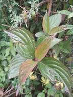 Image of Reddish viburnum
