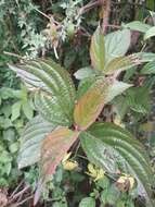 Image of Viburnum erubescens Wall.