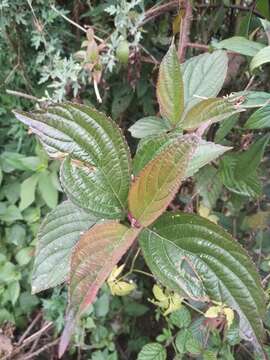 Image of Viburnum erubescens Wall.