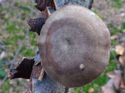 Image of Lentinus brumalis (Pers.) Zmitr. 2010