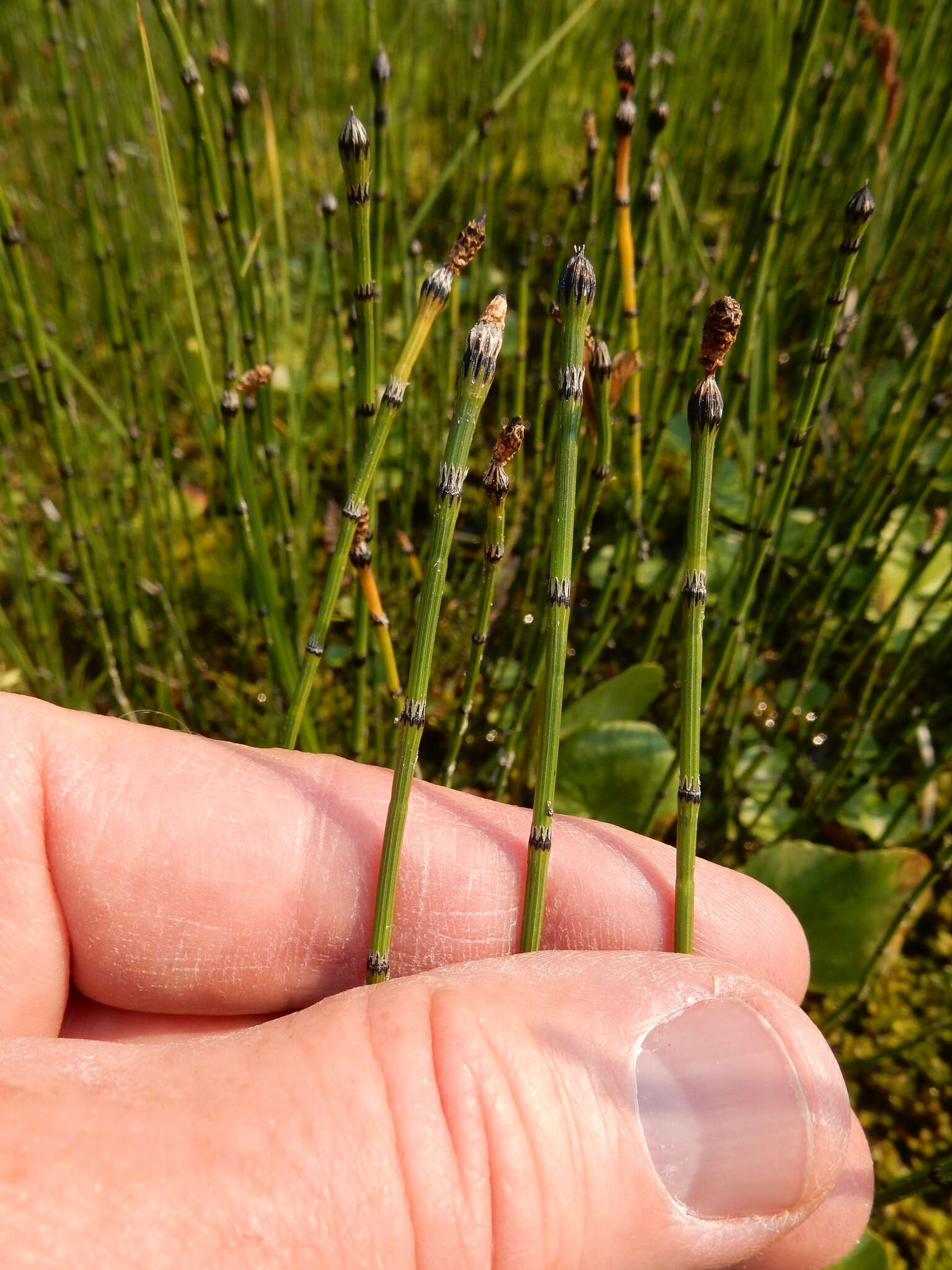 Image of variegated scouringrush