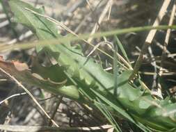 Image of California dandelion