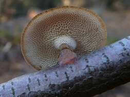 Image of Lentinus brumalis (Pers.) Zmitr. 2010