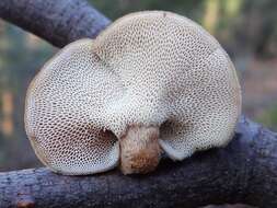 Image of Lentinus brumalis (Pers.) Zmitr. 2010