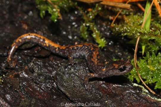 Image of Roberts' False Brook Salamander