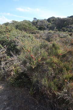 Image of Allocasuarina monilifera (L. A. S. Johnson) L. A. S. Johnson