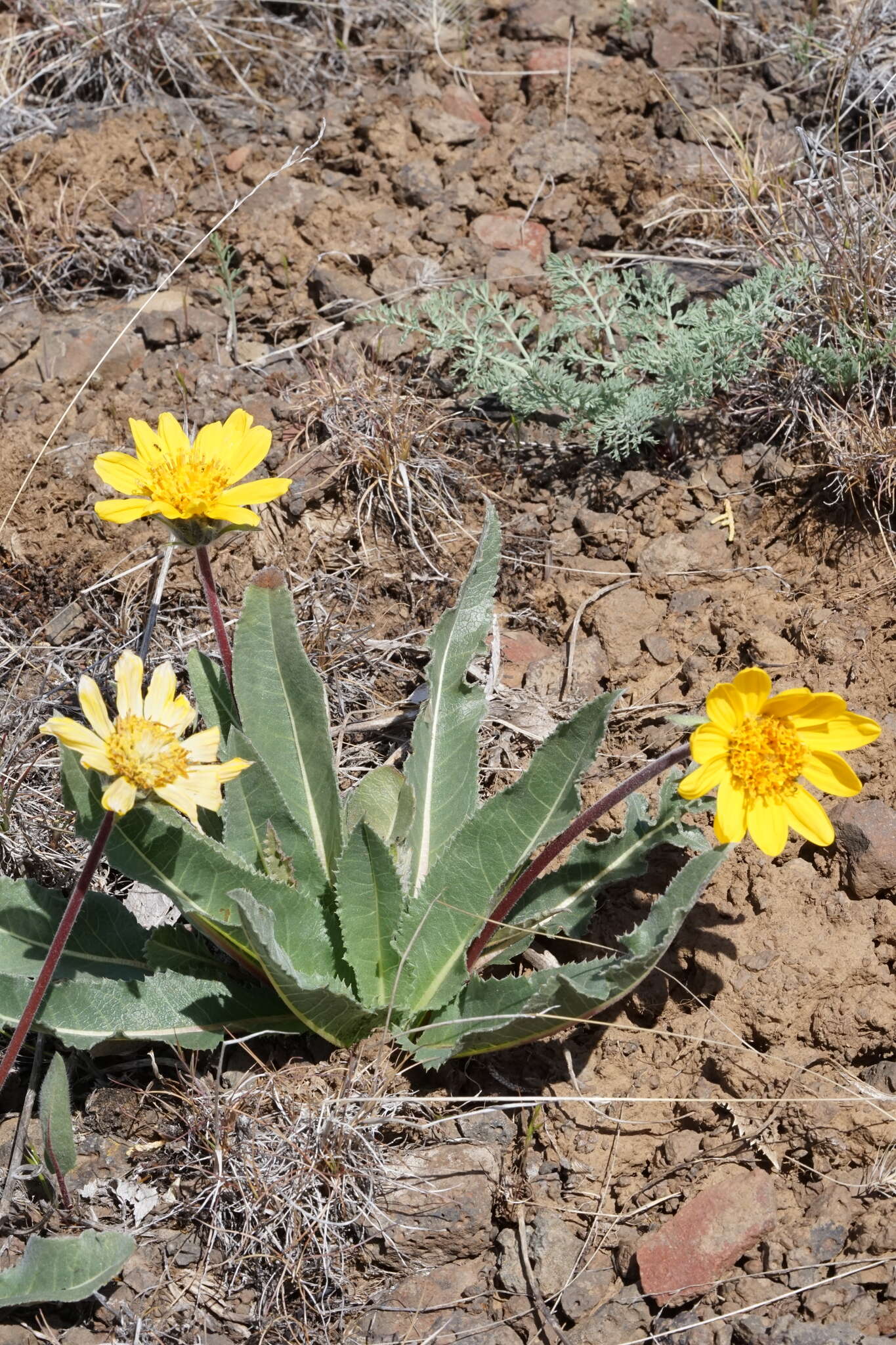 Image of serrate balsamroot