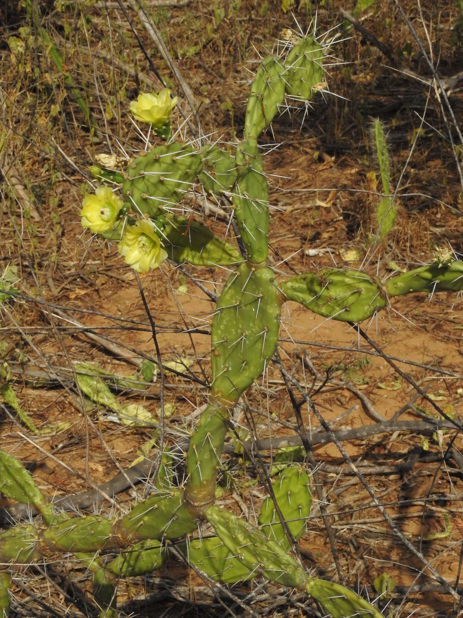 Image of Opuntia caracassana Salm-Dyck