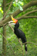 Image of Rhinoceros Hornbill