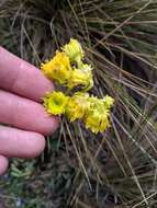 Image de Senecio chionogeton Wedd.