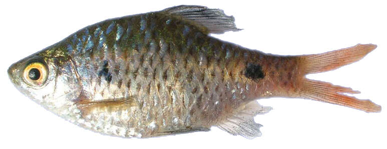 Image of Firefin Barb