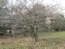 Image of dotted hawthorn