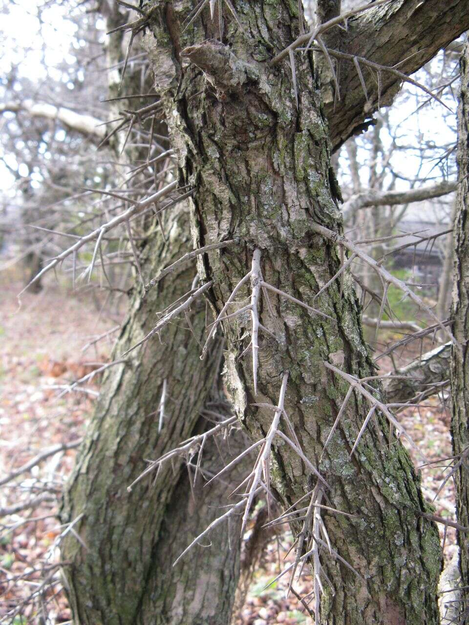 Image of dotted hawthorn