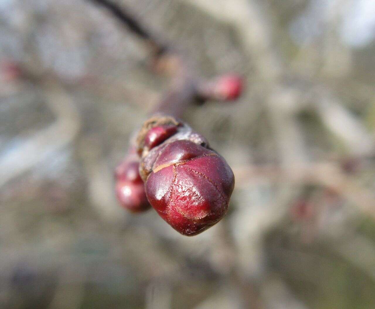 Image of dotted hawthorn