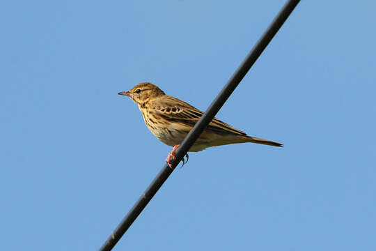 Image of Meadow Pipit