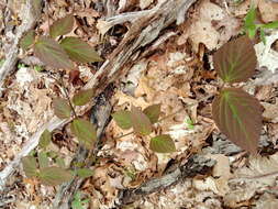 Image of tea viburnum