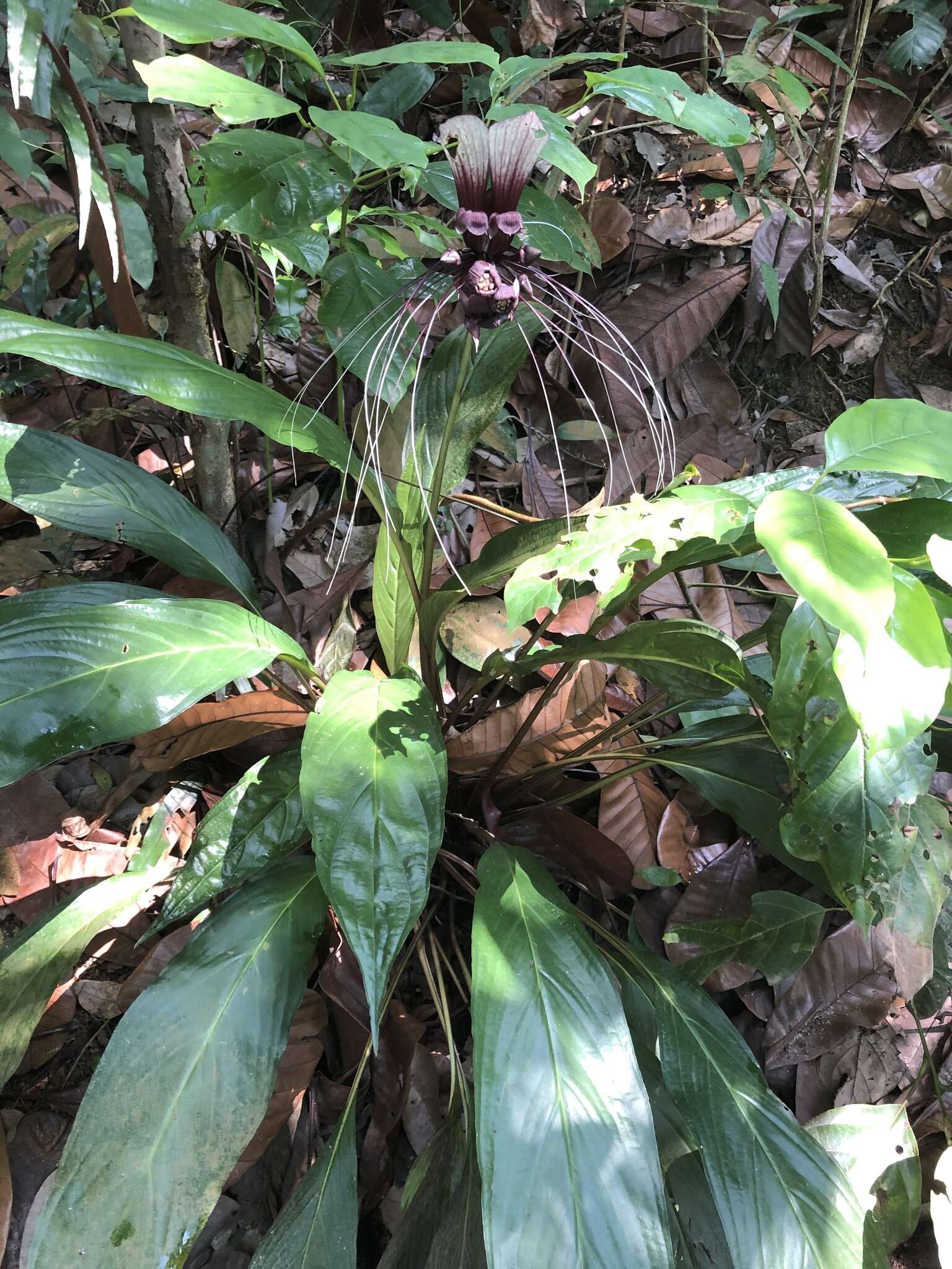 Sivun Tacca integrifolia Ker Gawl. kuva