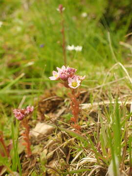 Image of hairy stonecrop