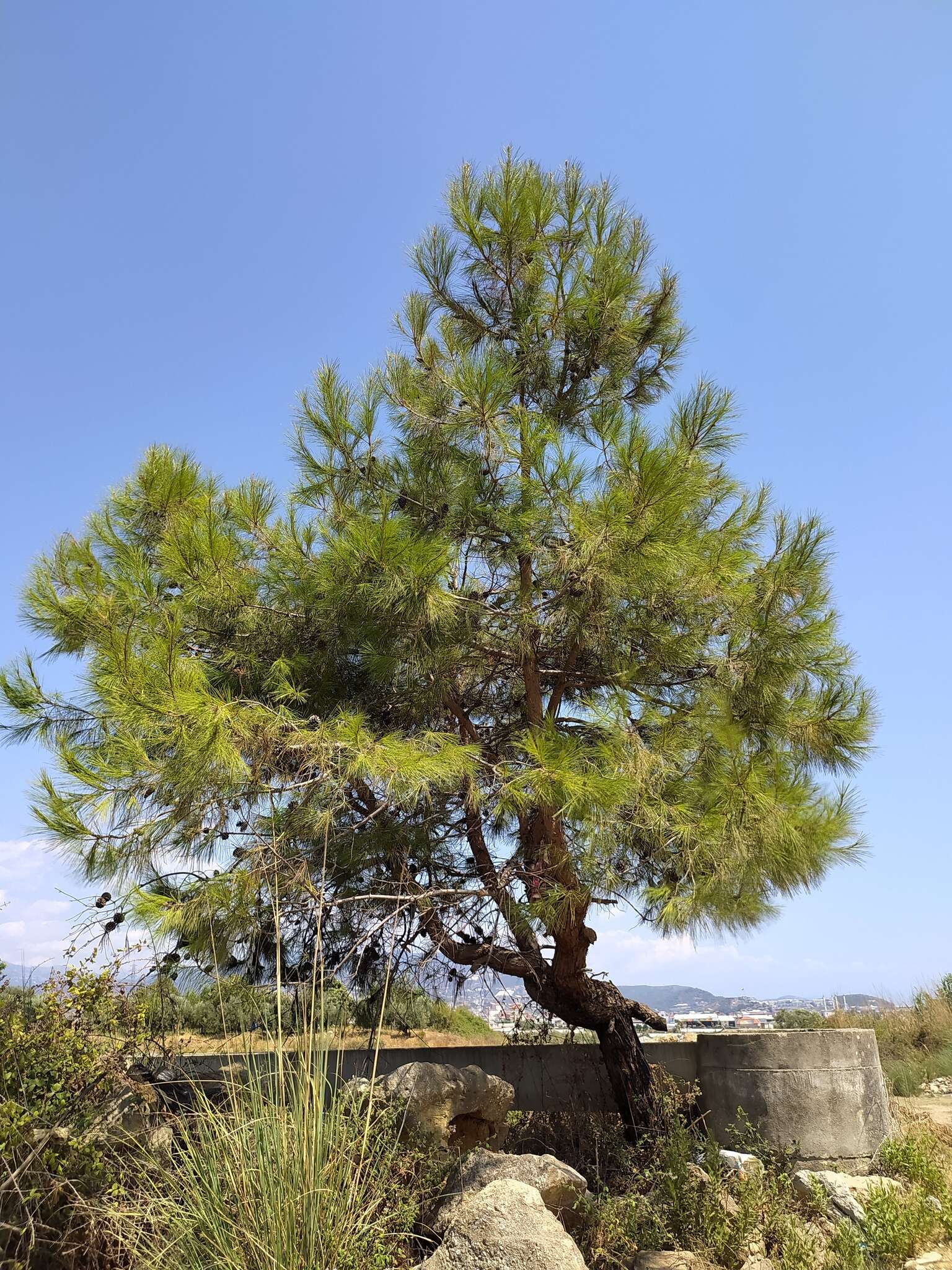 Image of Brutia Pine