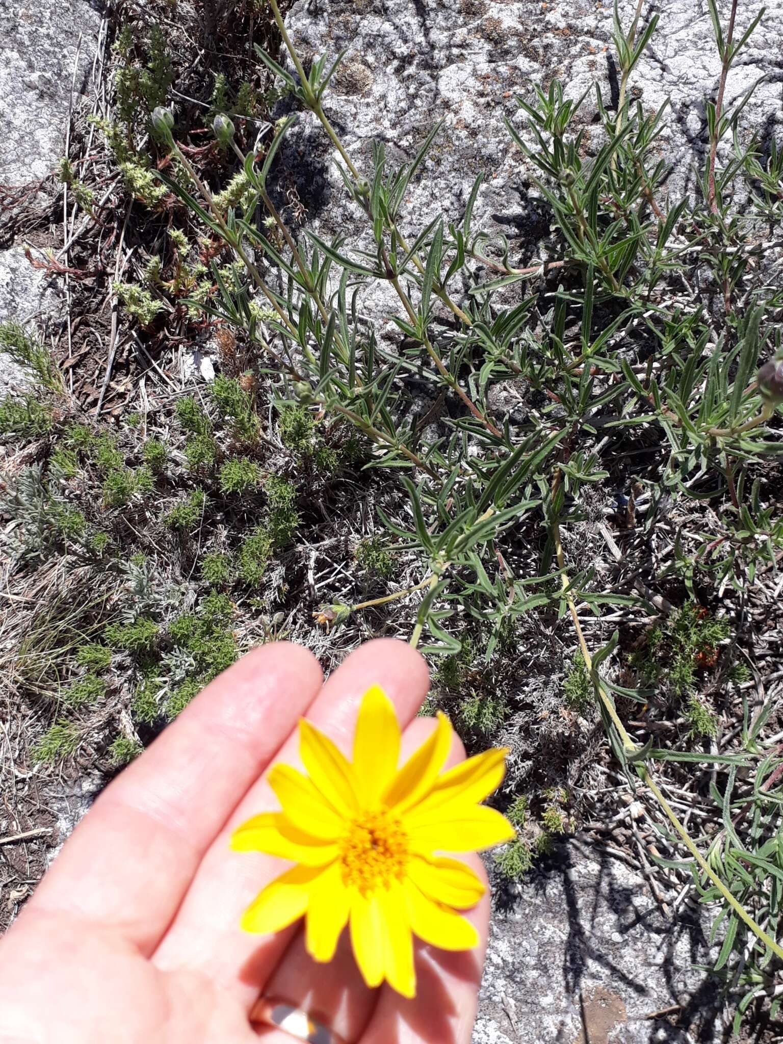 Image of Zexmenia buphtalmiflora (Lorentz) L. Ariza Espinar