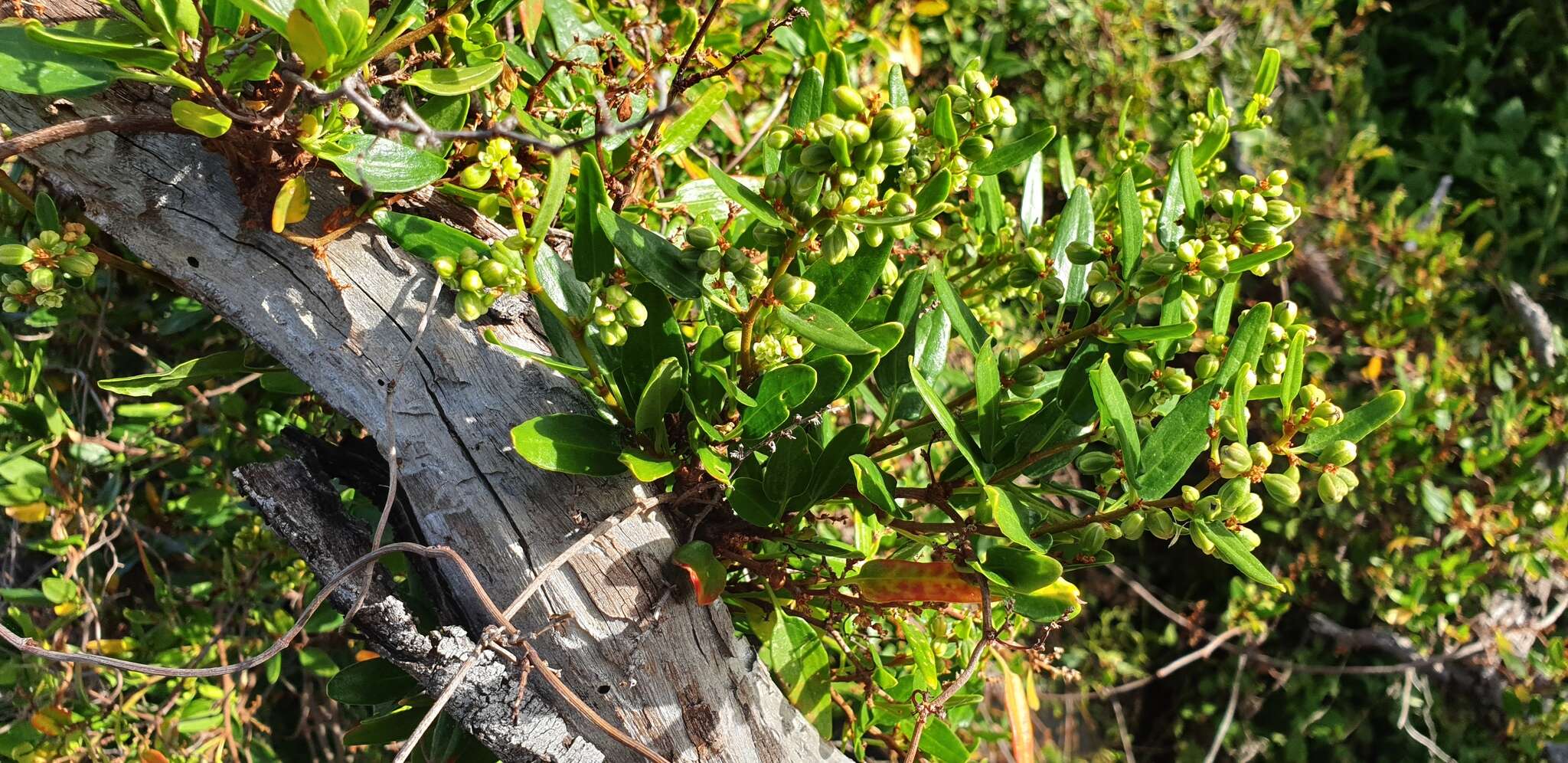 Image of Muehlenbeckia gunnii (Hook. fil.) Walp.