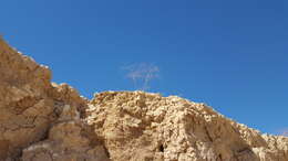 Image of little deserttrumpet