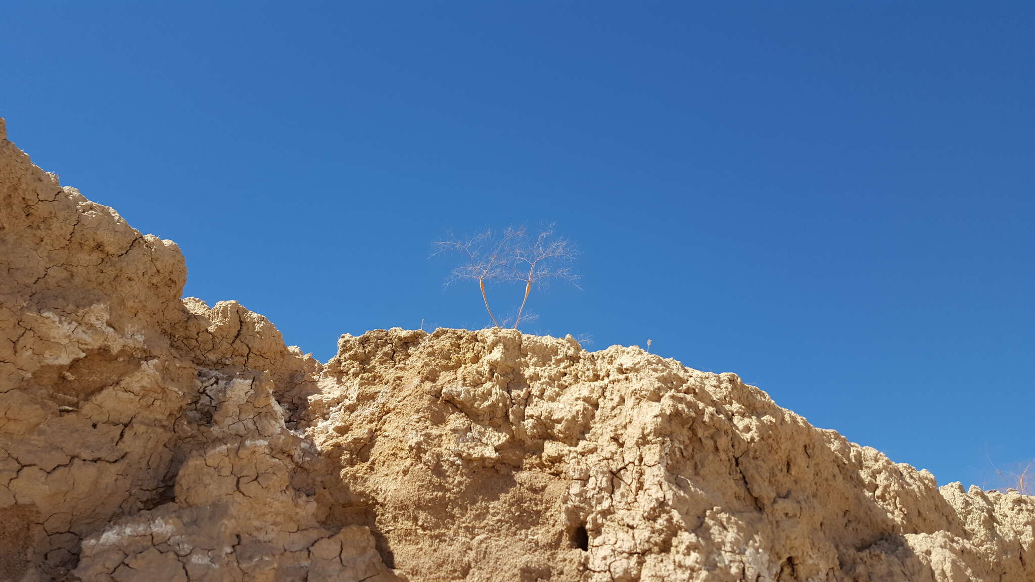 Image of little deserttrumpet