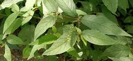 Image of Achyranthes aspera var. rubrofusca (Wight) Hook.