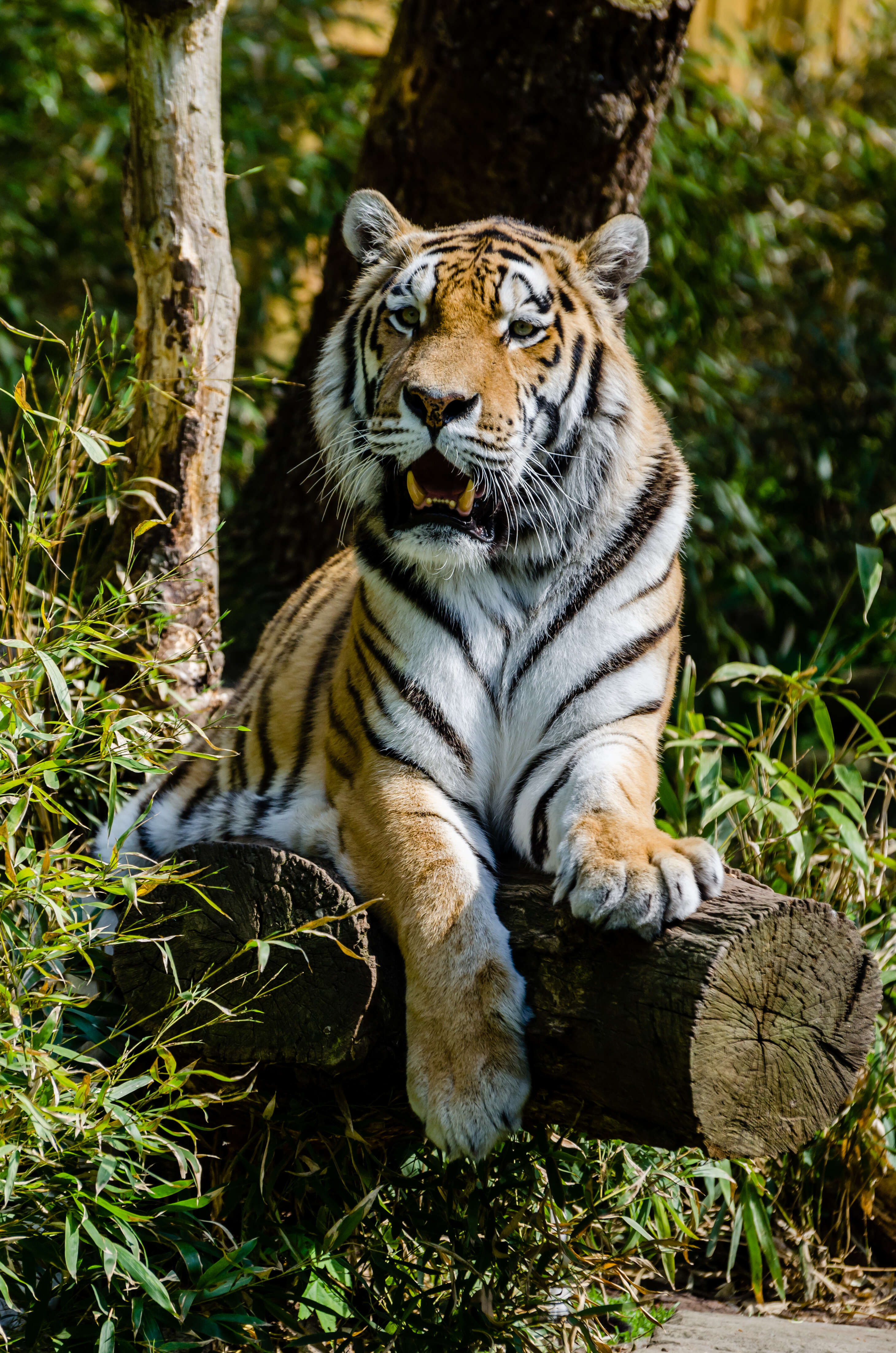 Image of Tiger