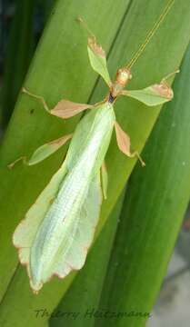 Image of Phyllium (Phyllium) ericoriai Hennemann, Conle, Gottardo & Bresseel 2009