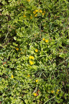 Image of Lysimachia nemorum L.