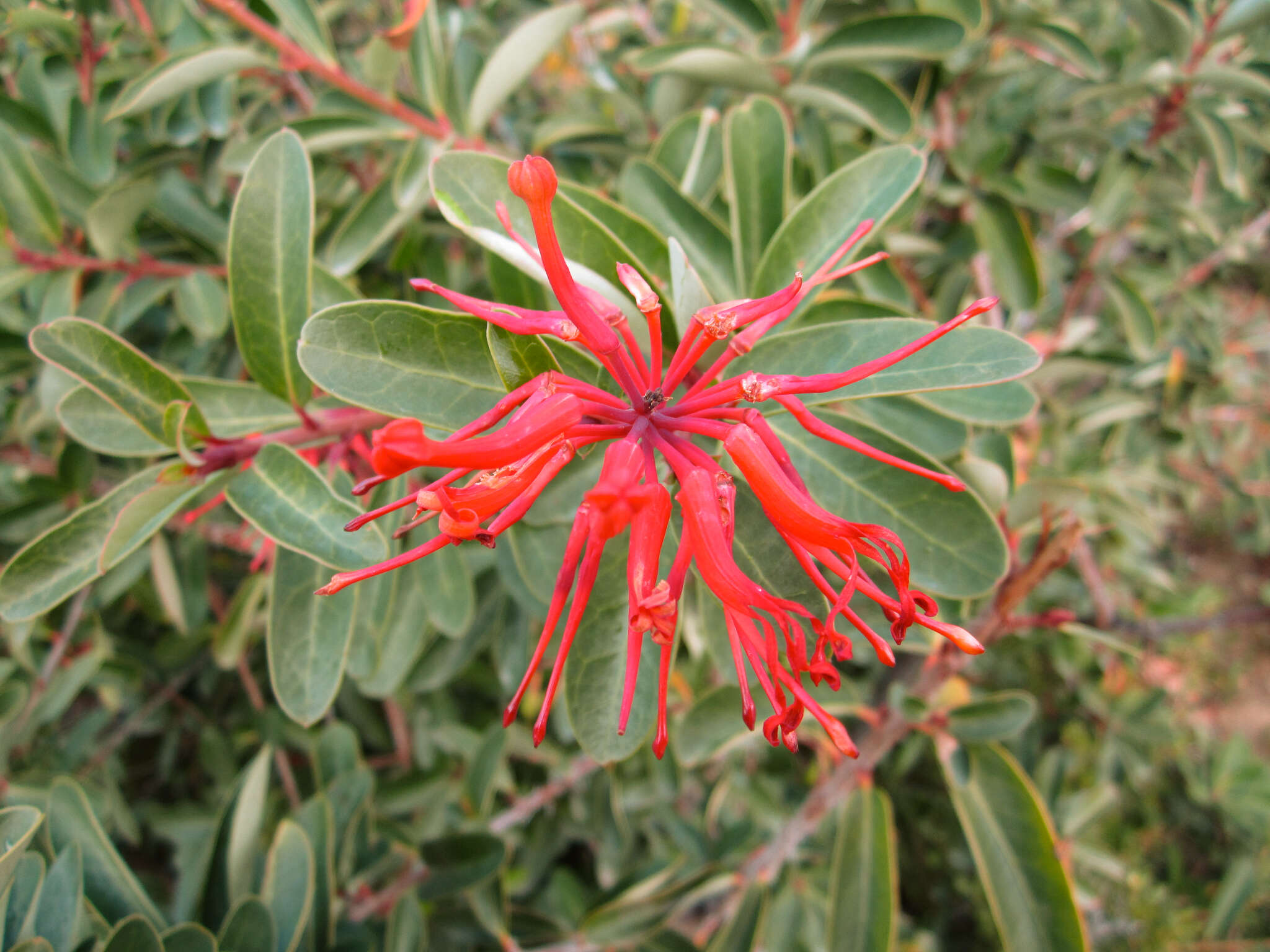 Imagem de Embothrium coccineum J. R. Forster & G. Forster