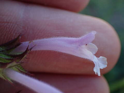 Imagem de Salvia repens Burch. ex Benth.