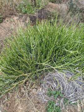 Image of Cynanchum viminale subsp. australe (R. Br.)