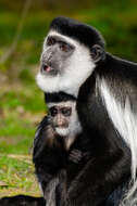 Image of Mantled Colobus