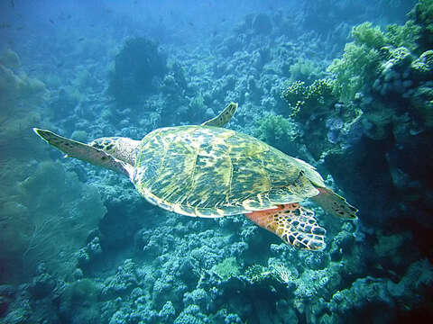 Image of Eretmochelys