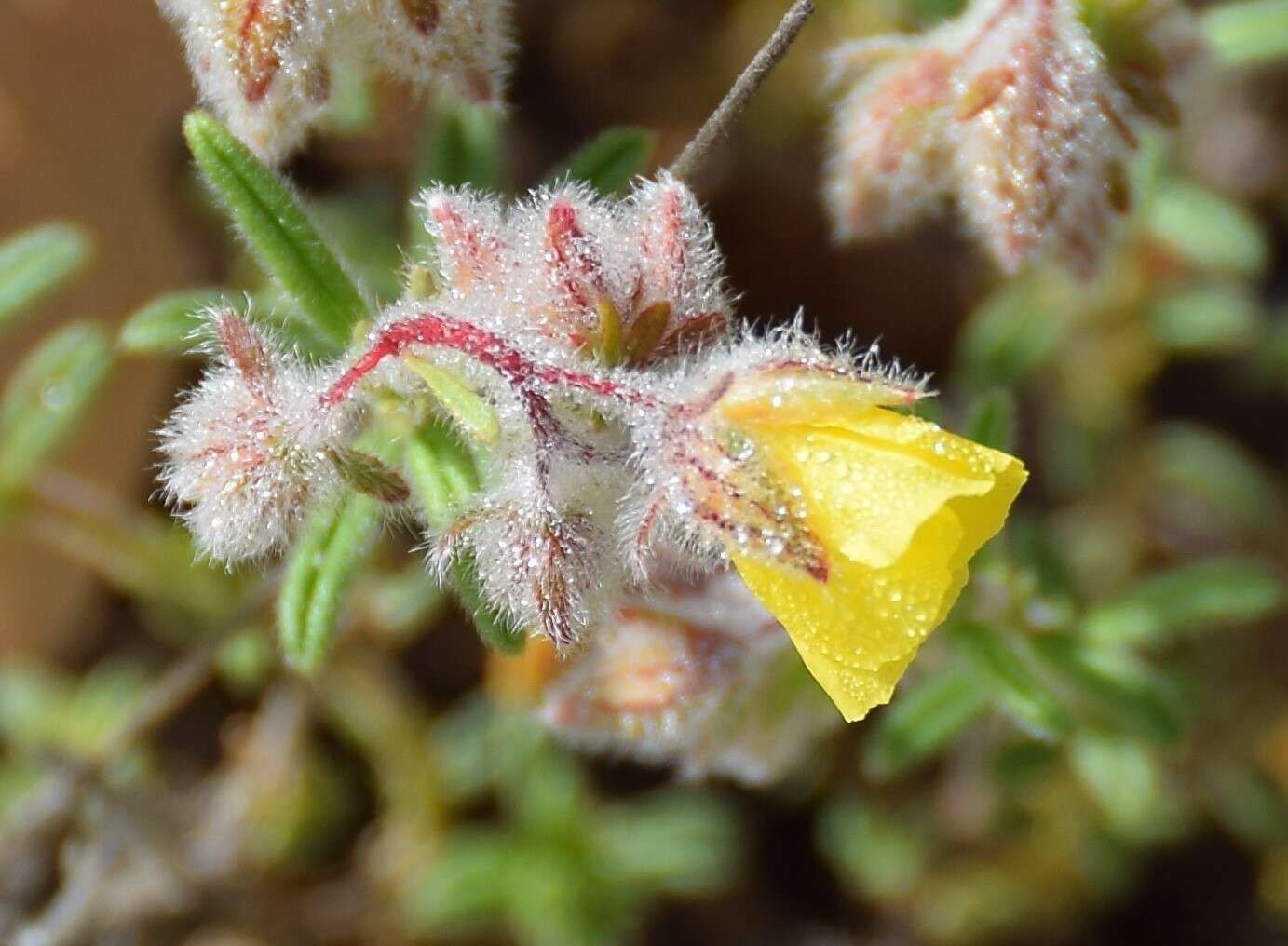 Plancia ëd Helianthemum hirtum (L.) Miller