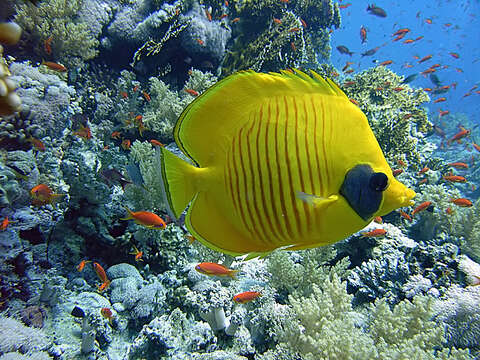 Image of Addis Butterflyfish