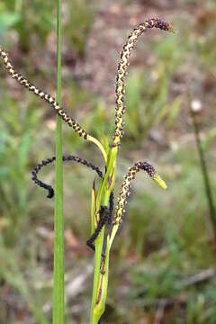 Image de Gymnostachys