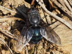 Image of Calliphora uralensis Villeneuve 1922