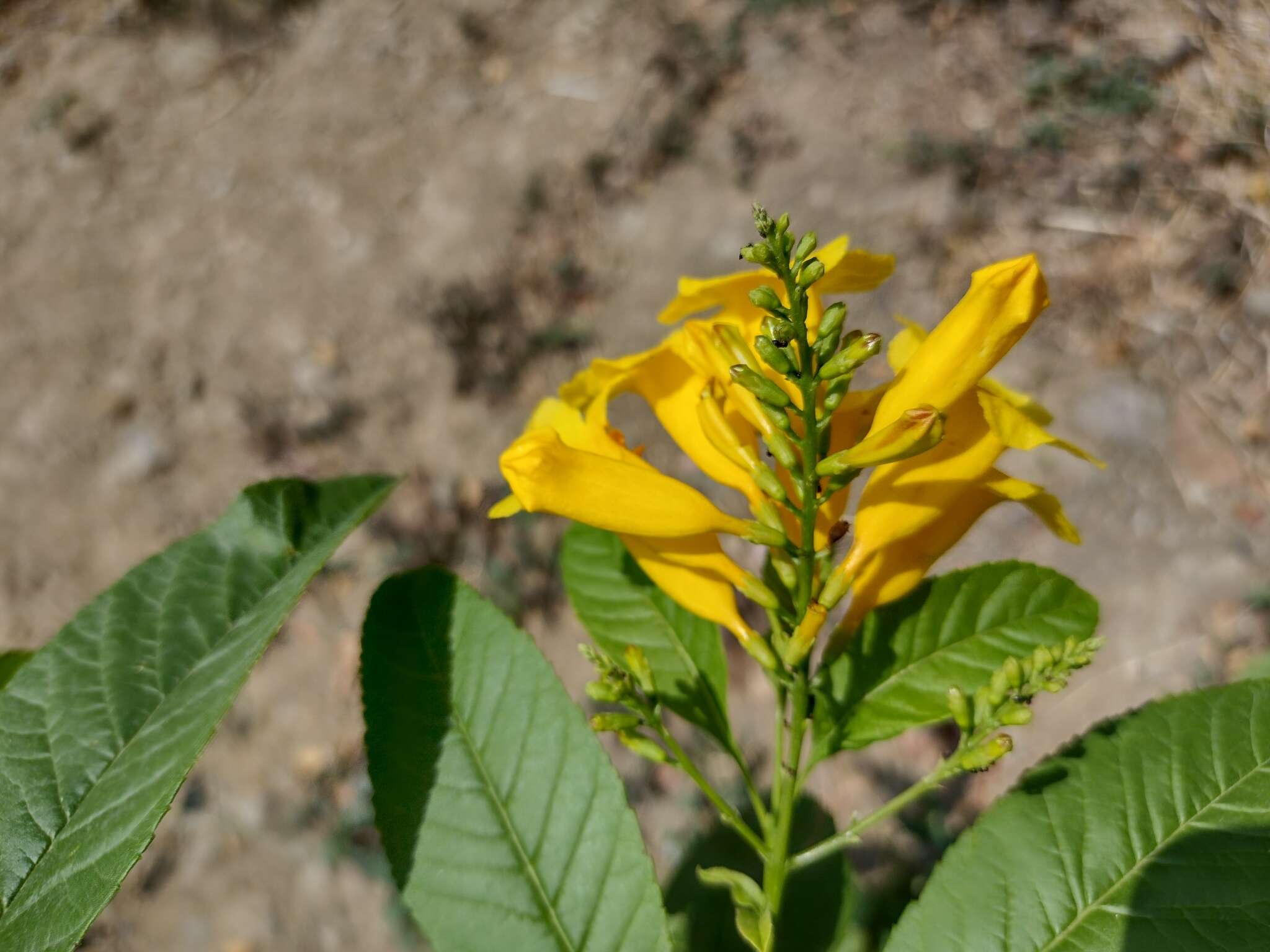 Image of chestnutleaf trumpetbush